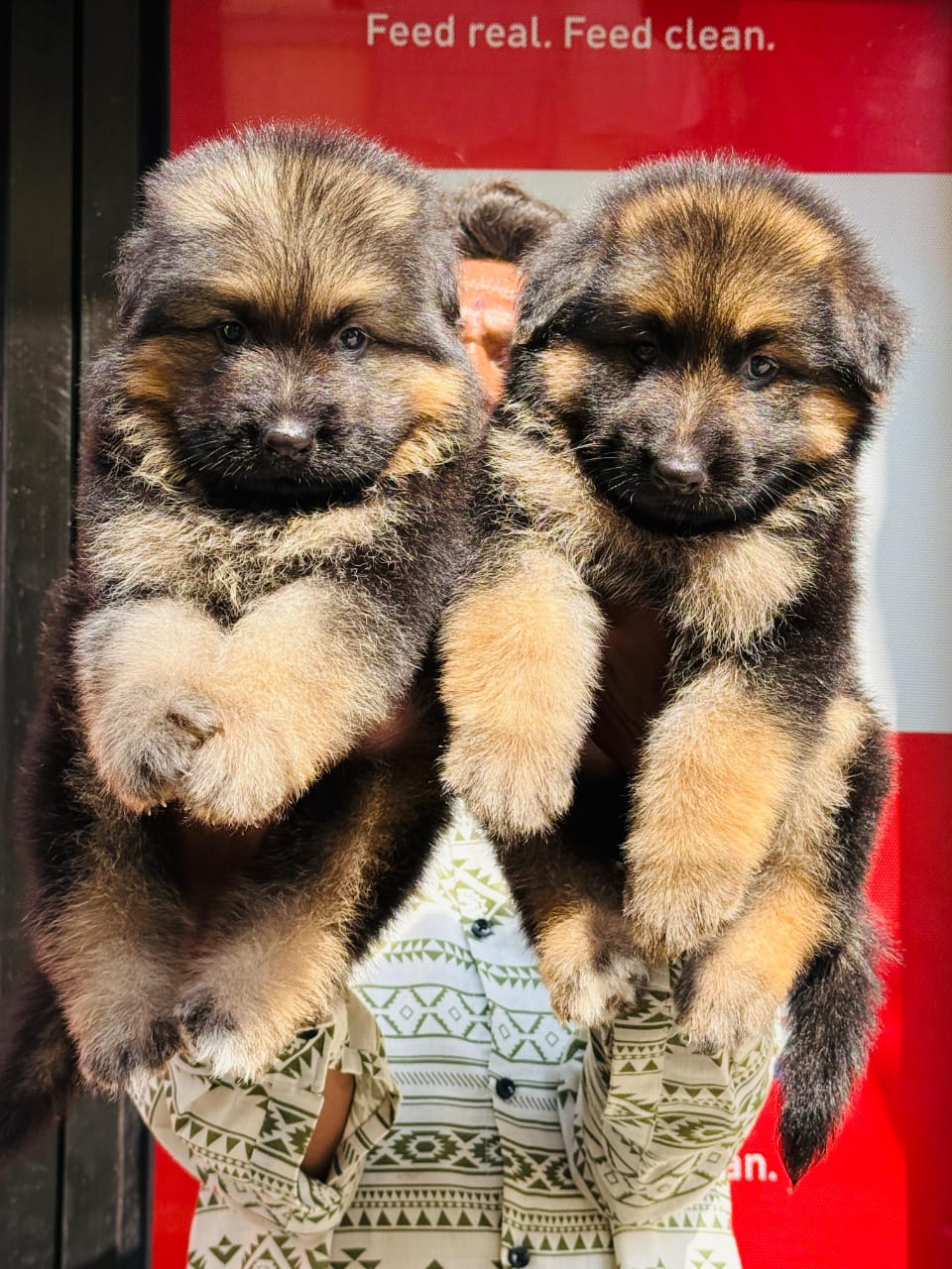 German Shepherd